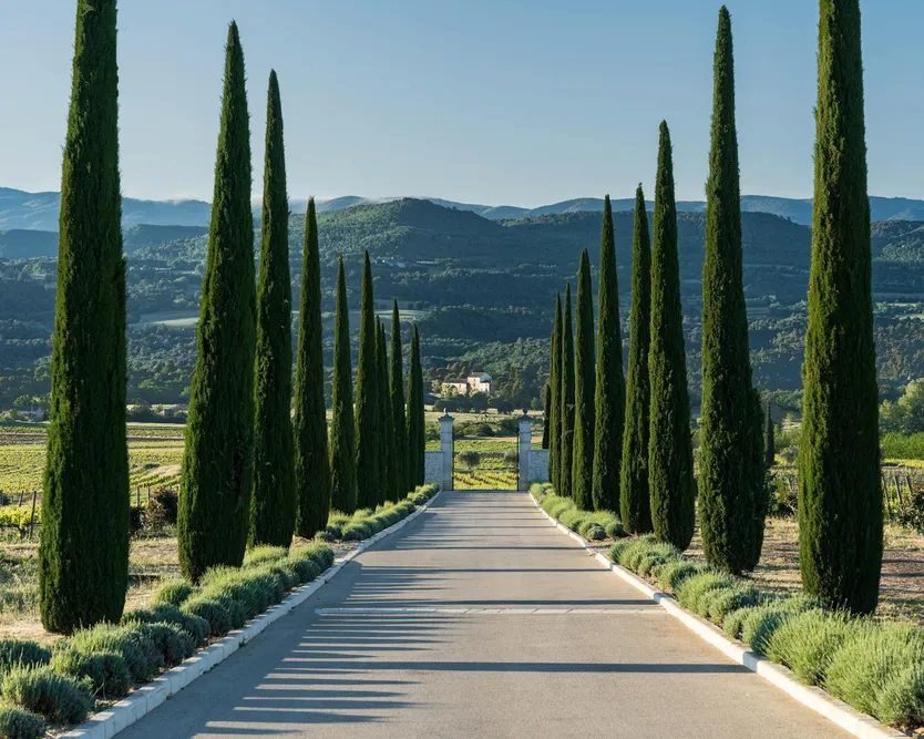 Allée de cyprès en Provence menant à un mas bordé de vignes, image d'une route française qui repart vers une nouvelle couverture après nullité de contrat